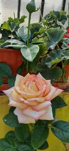 received_755968326551661