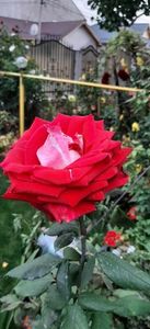 received_904757404047407