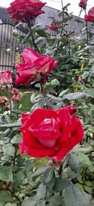 received_393769783108301