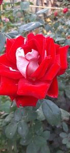 received_263081710120358