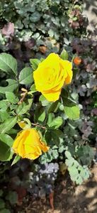 received_1492590948192371