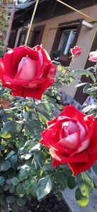 received_1554404345378066