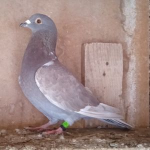 Mascul 23-630....-10 lei