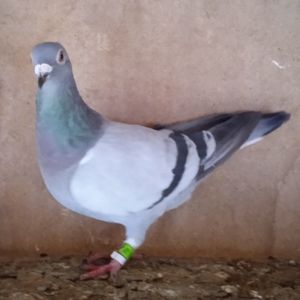 Femela 23-625....-10 lei