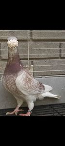 Mascul lavander 2022