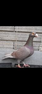 Mascul brown indigo 2023