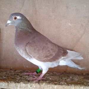Mascul 23-008....-10 lei