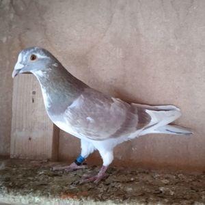 Mascul 21-046....-rezervat Cocos