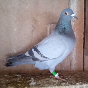 Femela 23-022....-10 lei