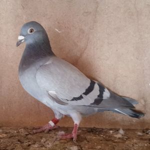 Femela 22-892....-vandut