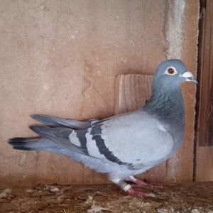 Femela 15-923....-10 lei