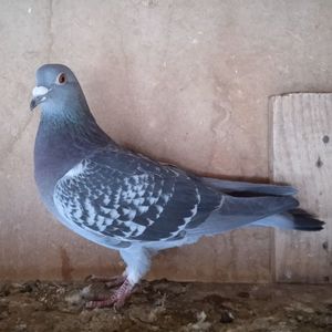 Femela 21-058....-vandut