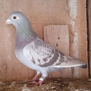 Femela 23-103....-rezervat Cocos