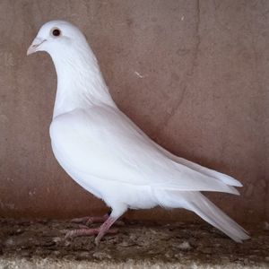 Mascul 24-123....-15 lei