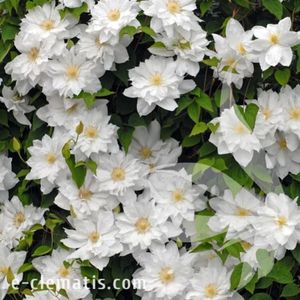 Clematis-Isago-