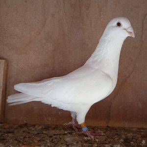 Mascul 19-515....-vandut