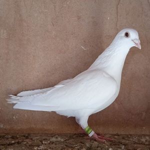 Femela 23-443....-10 lei