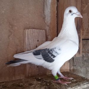 Mascul 24-102....-15 lei