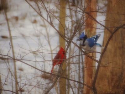 not true!!! I also like you for your cooking skills.; SHUT UP I look like a northern cardinal now cause of your charm offensive!! (the white dress? — and here I was flaunting a new rainbow shade every day! — you’re just telling me now?!) yes, from blueQ
