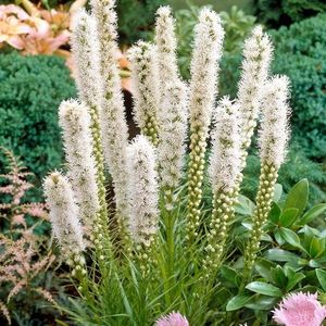 liatrus floristan white