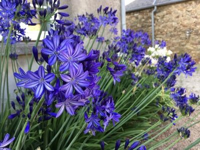 agapanthus-northern-star