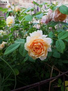 P5090041