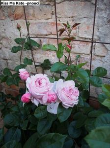 P5090078