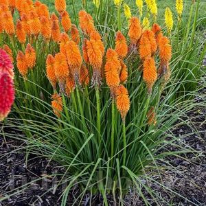 bulbi-kniphofia-orange-blaze