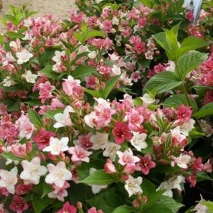 Weigela-florida-Marjorie-rozsalonc-viraga-600x600