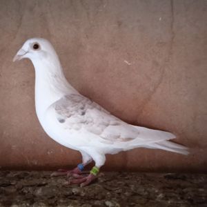 Mascul 23-236....- vandut