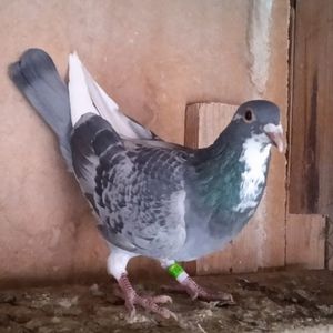 Femela 23-286....-vandut