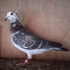 Femela 23-582....-vandut