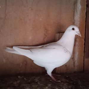Femela 23-446....-vandut