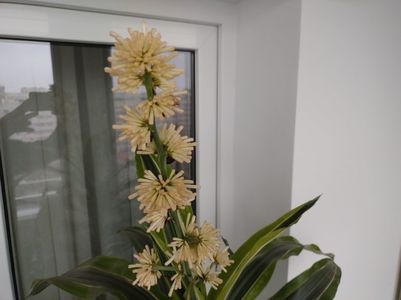 Dracena cu floare; Așa este ziua cu florile închise. Noaptea se deschid câteva floricele și miroase de te îmbată. Avantajul față de hoya este că ține mai mult.
