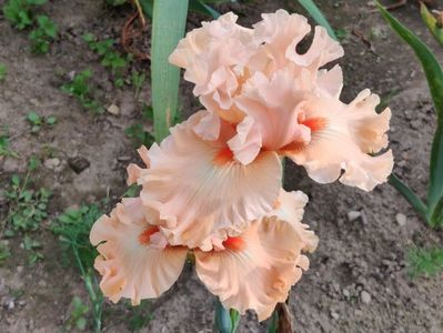 Coralina