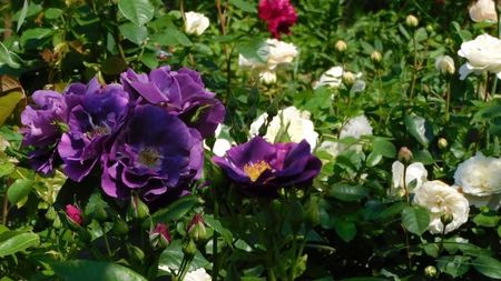 Rhapsody in blue