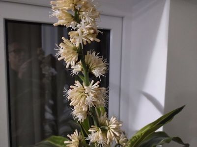 Dracena înflorită; Chiar dacă este în balcon, mirosul îmbătător te ia de cum deschizi ușa.
