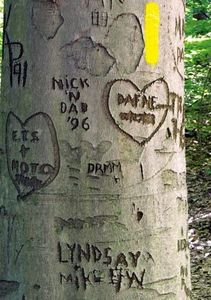 Carving initialṥ ṥpellṥ O-U-C-H for a living tree; Rather than carving a heart, I ṥuggeṥtṥ a tree- and Earth-friendly alternative: Dedicate a tree in a loved one′ṥ name through  https://friendsoftrees.org/donate/gift-trees/
