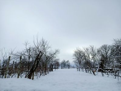 Img.2023.12.24