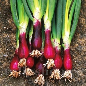 Allium Fistulolium Red Toga,