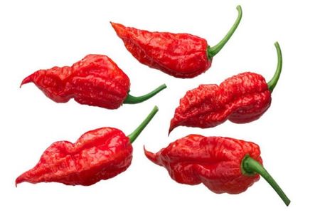 Capsicum Chinense x Capsicum Frutescens Bhut Jolokia.