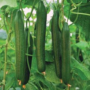 Cucumber-Telegraph