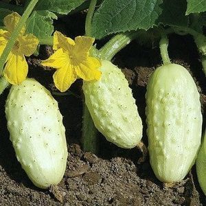 Cucumis sativus White Wonder.
