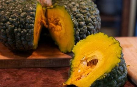 Cucurbita Marina di Chioggia