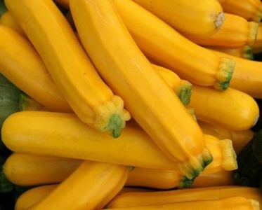 Cucurbita Pepo Goldena