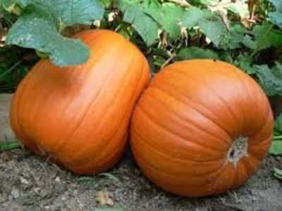 Cucurbita Pepo Howden