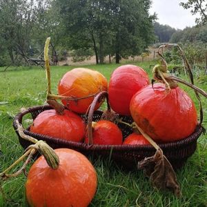 Cucurbita Uchiki Kuri