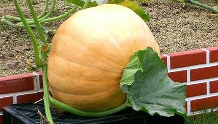 Cucurbita Yellow Gian