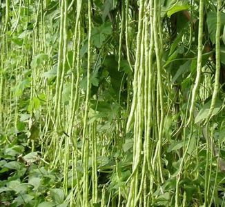 Vigna Unguiculata.