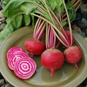 Beta Vulgaris Tonda di Chioggia